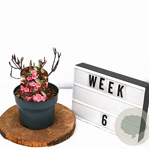 Weigela 'Minuet' 30-40 cm 2,0L