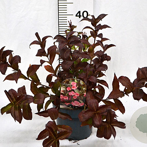 Weigela 'Minuet' 30-40 cm 3,0L
