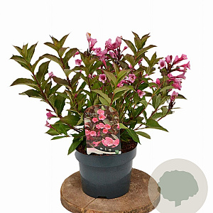 Weigela 'Minuet' 30-40 cm 3,0L