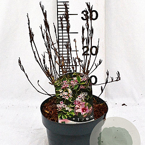 Weigela 'Nana Variegata' 30-40 cm 3,0L