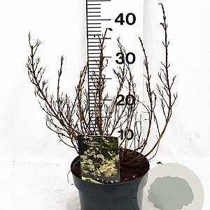 Weigela Picobella Bianco 25-30 cm 3,0L