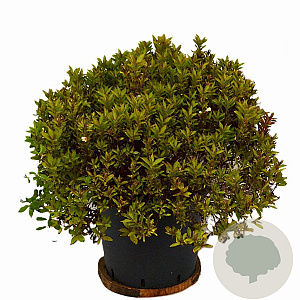 Weigela Picobella Bianco 40-50 cm 12L