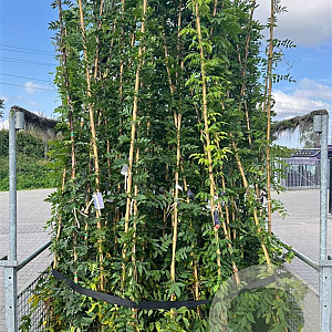 Wisteria mix 275 cm 9L Gestokt