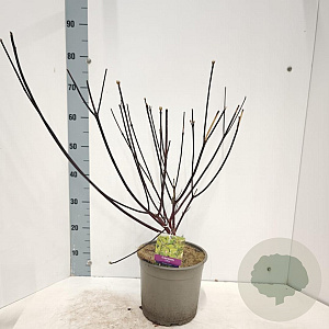 Cornus alba 'Kesselringii' 60-80 cm 5,0L