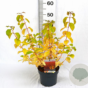 Cornus sang. 'Midwinter Fire' 30-40 cm 3,0L