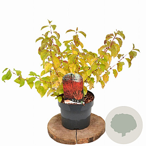 Cornus sang. 'Midwinter Fire' 30-40 cm 3,0L