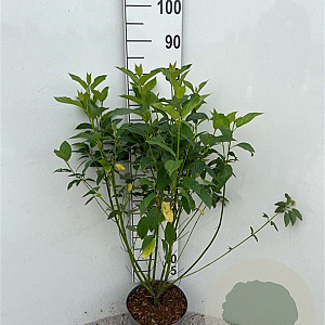 Cornus sericea 'Flaviramea' 60-80 cm 5,0L