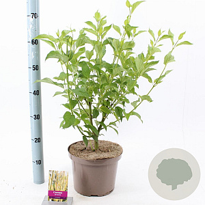 Cornus sericea 'Flaviramea' 60-80 cm 5,0L