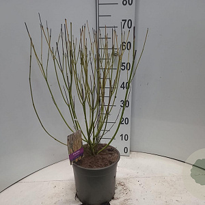Cornus sericea 'Flaviramea' 60-80 cm 5,0L
