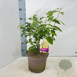 Cornus sericea 'Flaviramea' 60-80 cm 5,0L