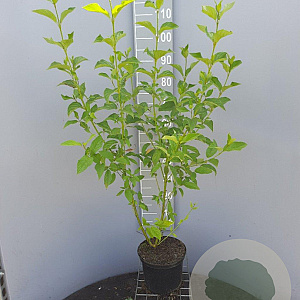 Cornus sericea 'Flaviramea' 100-125 cm 5,0L
