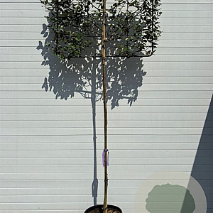 Elaeagnus ebbingei 4-6 HO 30L lei 120x100