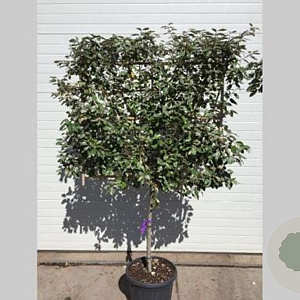 Elaeagnus ebb. 'Compacta' 100-150 cm container lage leivorm