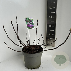 Ficus carica 40-50 cm 5,0L