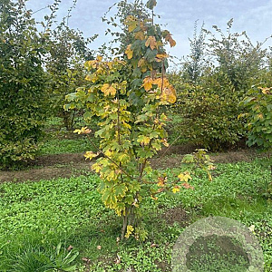 Acer platanoides 200-250 cm draadkluit meerstammig