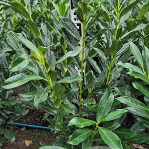 Prunus l. Elly 60-80 cm met kluit