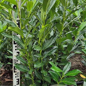 Prunus l. Elly 80-100 cm met kluit