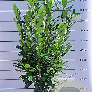 Prunus l. Elly 80-100 cm met kluit
