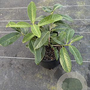 Prunus l. 'Mount Vernon' 20-25 cm 2,0L