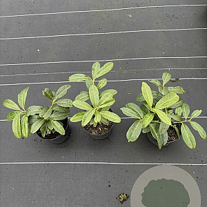 Prunus l. 'Mount Vernon' 20-25 cm 2,0L