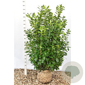 Prunus l. 'Novita' 150-160 cm met kluit solitair