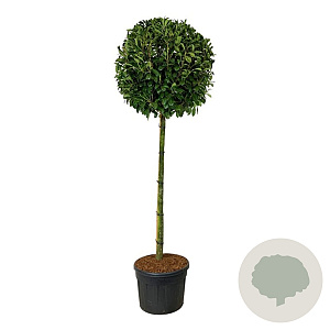 Prunus l. 'Novita' 180 cm stam cont. 130L extra