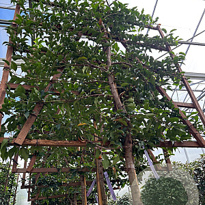 Prunus lusitanica 'Brenelia' 8-10 HO cont. 55L lei 120x120