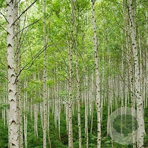 Betula pubescens 300-350 cm draadkluit meerstammig