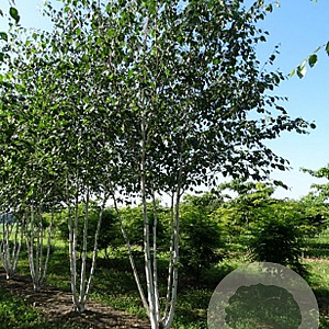 Betula utilis jacquemontii 400-450 cm draadkluit meerstammig