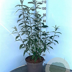 Buddleja d. 'Black Knight' 60-80 cm 10L
