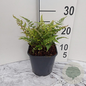 Athyrium niponicum pictum GM 2,0L
