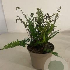 Athyrium otophorum 'Okanum' GM 2,0L
