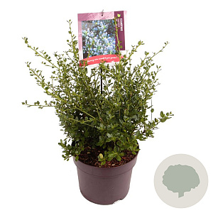 Ceanothus impressus 'Victoria' 40-45 cm 7,5L