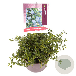 Ceanothus thyrsiflorus repens 15-20 cm 2,0L