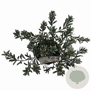 Convolvulus cneorum 20-25 cm P17