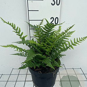 Dryopteris affinis GM 2,0L