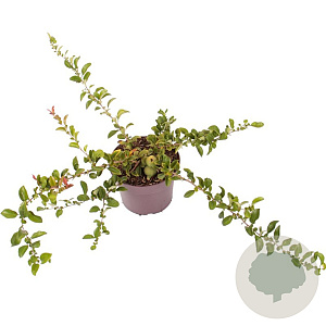 Chaenomeles sup. Pink Trail 30-40 cm 3,0L