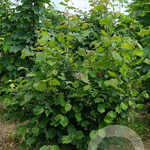 Corylus avellana 200-250 cm draadkluit struik