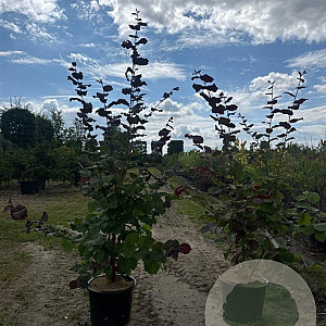 Corylus m. 'Purpurea' 125-150 cm 20L