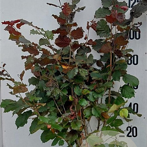 Corylus m. 'Purpurea' 125-150 cm 20L