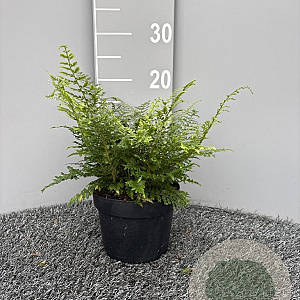 Polystichum set. 'Proliferum' GM 2,0L