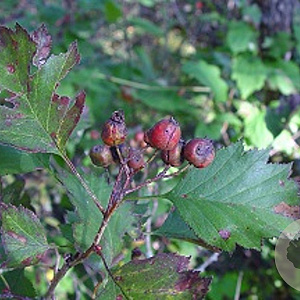 Crataegus flabellata 100-125 cm 5,0L
