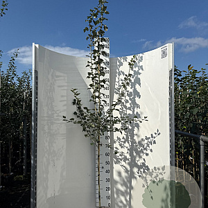 Crataegus media 'Paul's Scarlet' 200-250 cm 5,0L