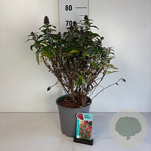 Buddleja d. B. Candy Little Ruby 30-40 cm 6,5L