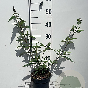Buddleja d. 'Empire Blue' GM 2,0L