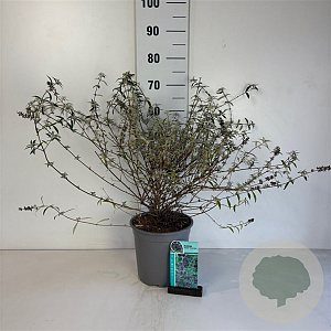 Buddleja d. 'Nanho Blue' 40-50 cm 6,5L