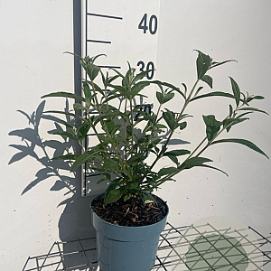 Buddleja d. 'Pink Delight' GM 2,0L