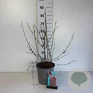 Callicarpa bod. 'Profusion' 50-60 cm 6,5L