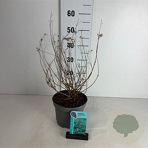 Caryopteris cland. 'Heavenly Blue' 30-40 cm 3,5L