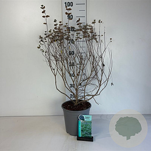 Caryopteris cland. 'Heavenly Blue' 50-60 cm 6,5L